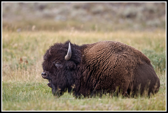 Bison Bull - Lamar Valley