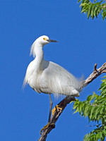 Snowy Egret