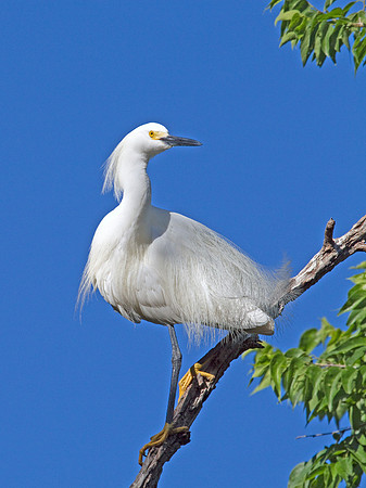 Snowy Egret