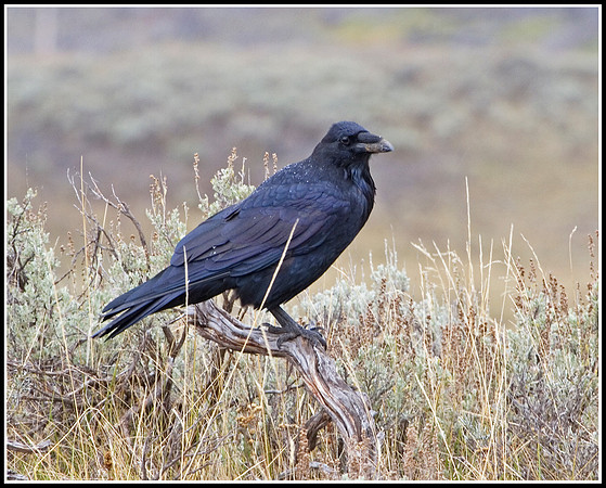 Raven - Hayden Valley