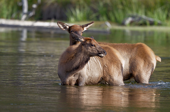 Elk calves in Yellowstone's Madison River