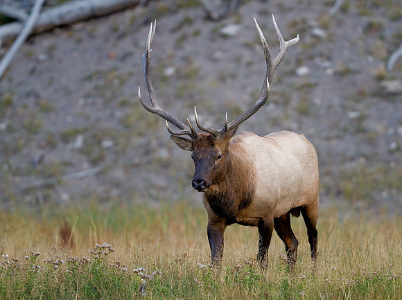 Bull Elk along Yellowstone's Madison River