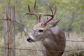 Deer of the Fort Worth Nature Center
