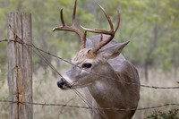 Barbed Wire Buck