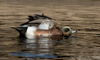 American Widgeon Drake