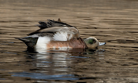 American Widgeon Drake