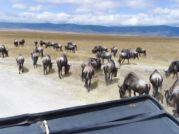 Ngorongoro Crater Wildebeests