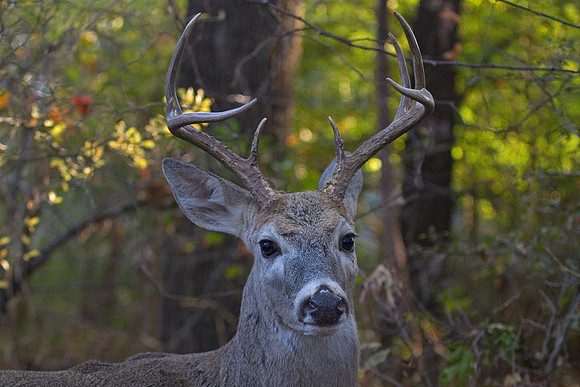 Barbed Wire Buck