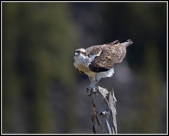 Osprey - Madison River