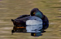 Lesser Scaup