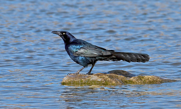 Male Grackle