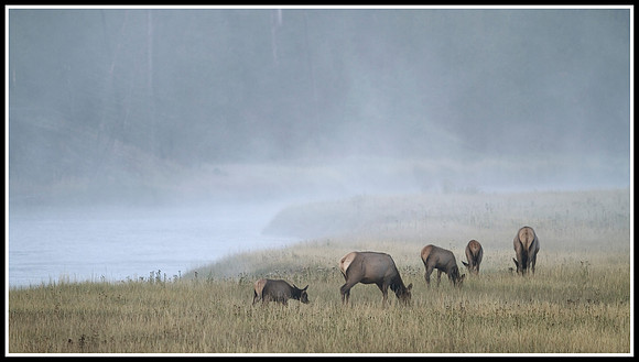 Elk Herd - Madison River