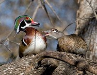 Wood Duck Pair