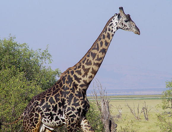 Tarangire National Park Giraffe