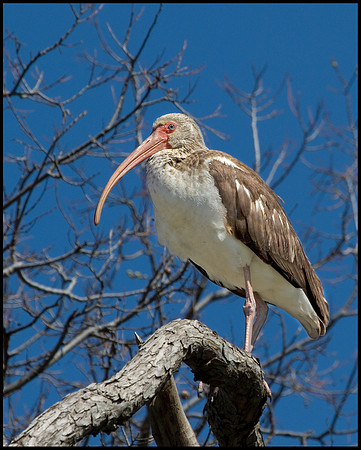Immature White Ibis