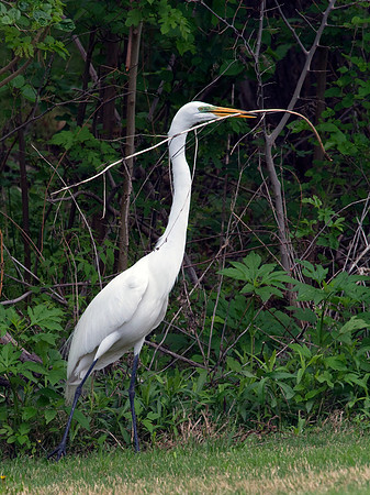 Great Egret With Nest Material