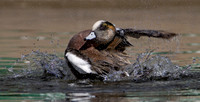 American Widgeon Drake