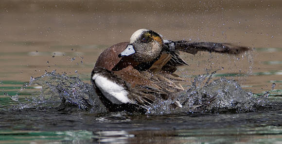 American Widgeon Drake