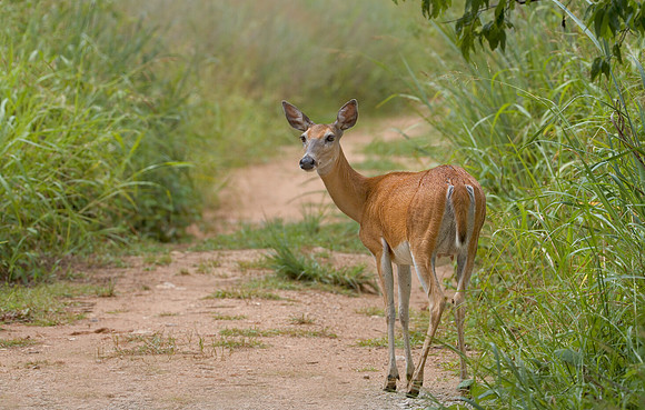 Whitetail doe at the Fort Worth Nature Center