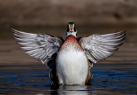 Wood Duck Drake