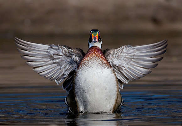 Wood Duck Drake