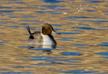 Pintail