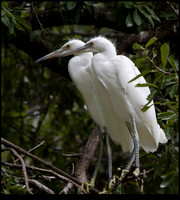 Juvenile Snowy Egrets