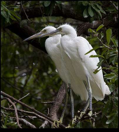Juvenile Snowy Egrets