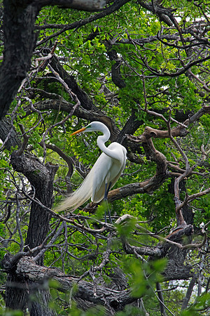Great Egret