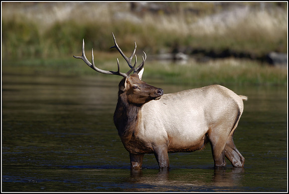 Bull Elk - Madison River