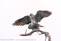 Mississippi Kites