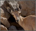 Israeli Ibex