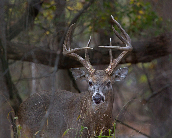 Big Boy 2012