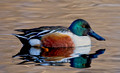 Northern Shoveler