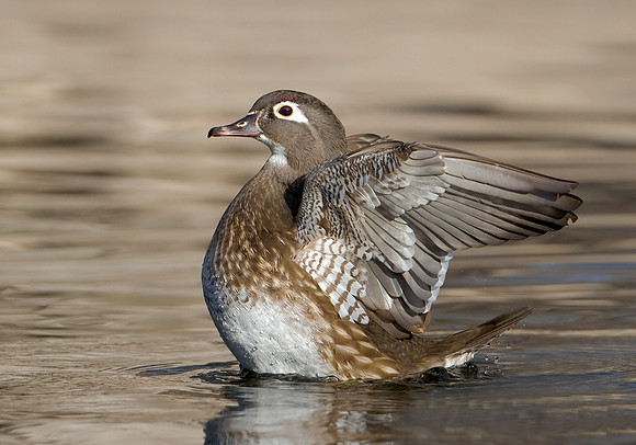 Wood Duck Hen