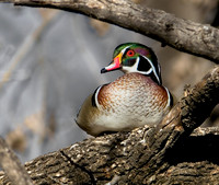 Wood Duck Drake