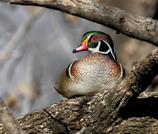 Wood Duck Drake