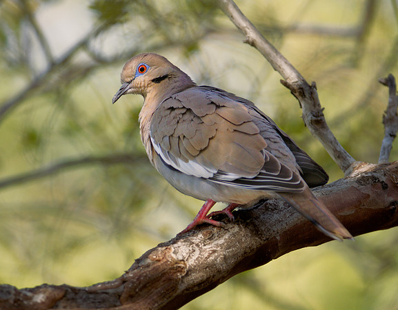 White Wing Dove