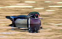 Wood Duck Drake
