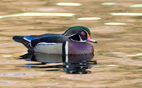Wood Duck Drake