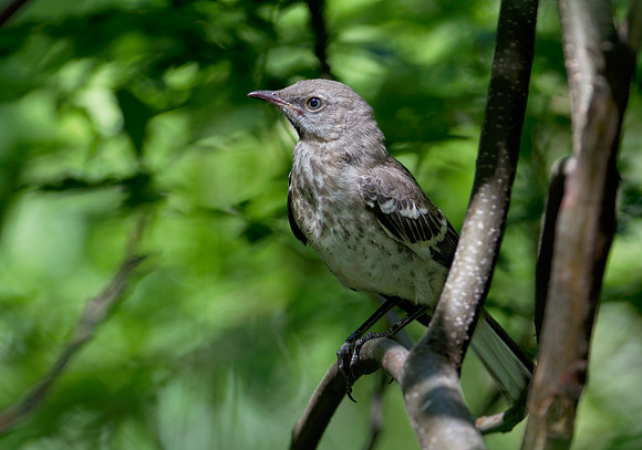 Juvenile Mockingbird