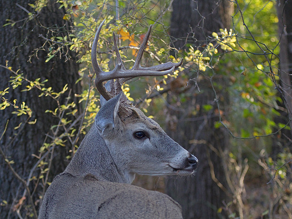 Barbed Wire Buck