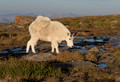 Mount Evans