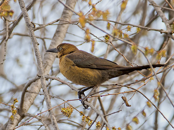 Female Grackle