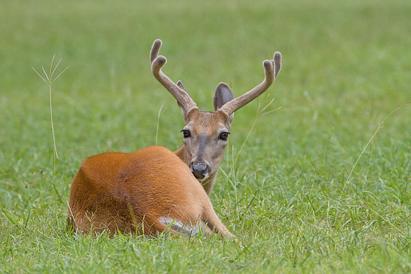 Whitetail buck in velvet at the Fort Worth Nature Center