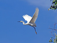 Snowy Egret