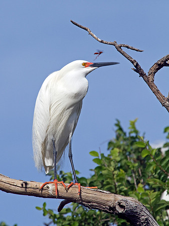 Snowy Egret
