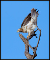 Red-Tailed Hawk