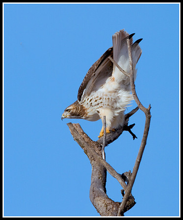 Red-Tailed Hawk