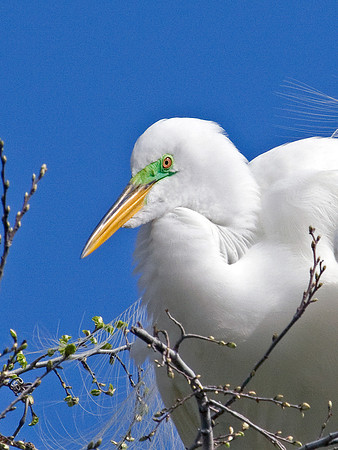Great Egret